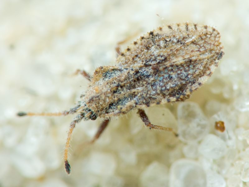 Lasiacantha capucina (Germar, 1837)